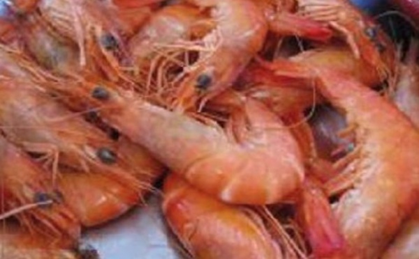 Hausse de 34% de la production de la pêcherie crevettière