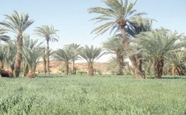 Lutte contre la désertification à Laâyoune et Smara