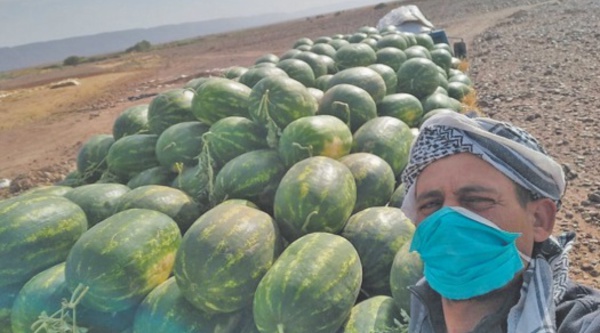 La pastèque de Zagora destructrice du sol et de la nappe phréatique