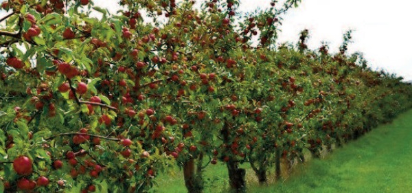 Les céréales s’en tirent à bon compte