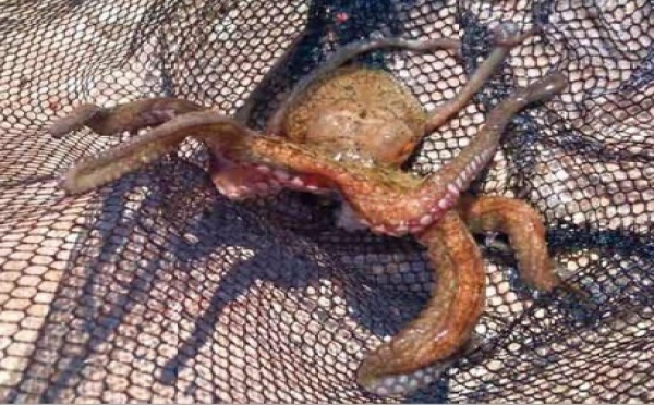 Légère hausse des débarquements de la pêche côtière et artisanale à fin mai