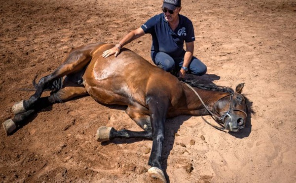 Tournage de films étrangers au Maroc: L’homme qui murmure à l’oreille des chevaux du 7ème Art