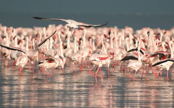 Sebkha de Zima, un site Ramsar en péril