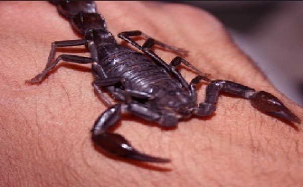 Un nourrisson piqué par un scorpion à Essaouira