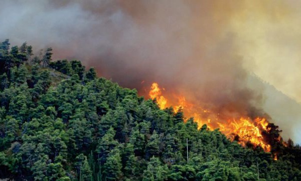 Sur les hauteurs de Béni Mellal, une forêt de pins en proie à un incendie