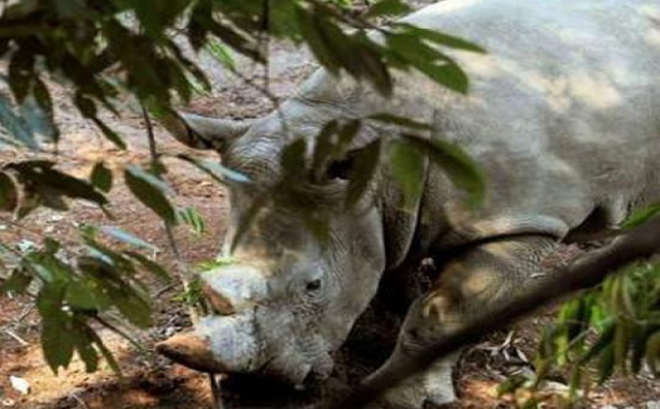 Inquiétude pour des rhinocéros d’Afrique introduits en Chine