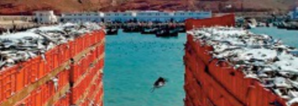 Des débarquements de poissons de plus de 173 MDH en 2020 au port de Sidi Ifni