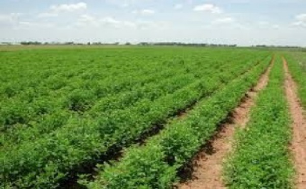 L’agriculture creuse les sillons de la croissance