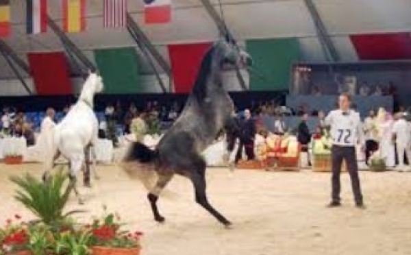 Le 6ème Salon du Cheval d'El Jadida