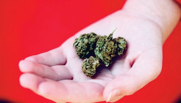 Les jeunes ont tendance à sous-estimer les dangers du cannabis