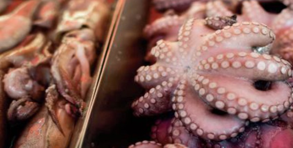 Débarquements de poulpes d’une valeur de 12 millions de DH à Tan-Tan