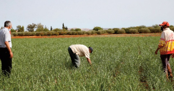 L’ agriculture biologique à Fès-Meknès, un marché à fort potentiel