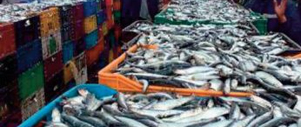 Hausse de la valeur des produits de la pêche commercialisés de 35% au premier semestre