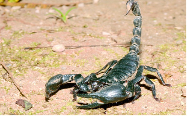 Les morsures de scorpion tuent encore à Essaouira