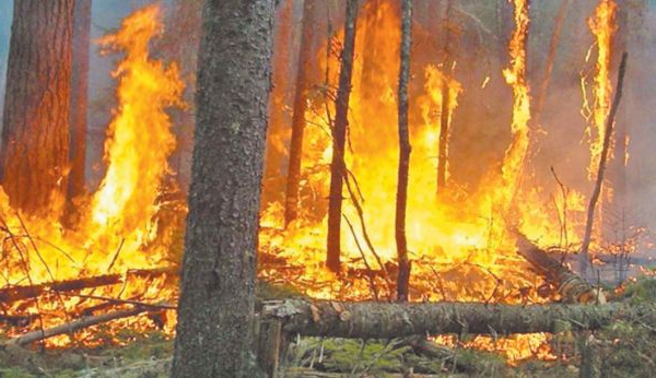 Les dégâts de la canicule: 1.200 ha de forêts incendiés