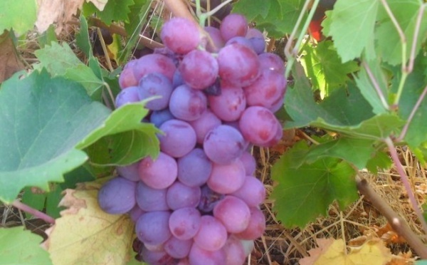 Le vignoble à l’honneur dans la province de Sidi Bennour