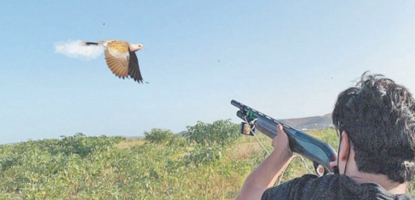 C’ est parti pour la chasse de la tourterelle