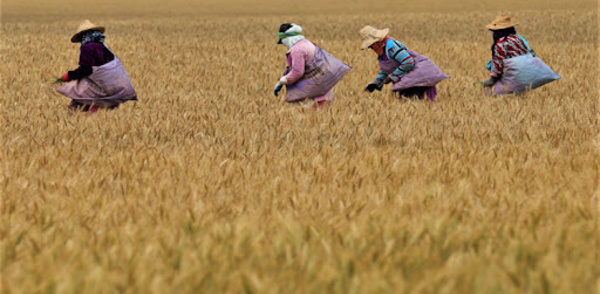 Une campagne céréalière 2020-2021 plus que satisfaisante