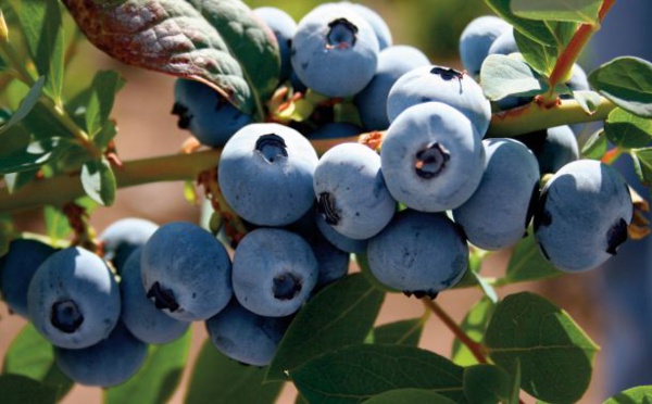 Les produits alimentaires agricoles et maritimes ont la cote à l’ export