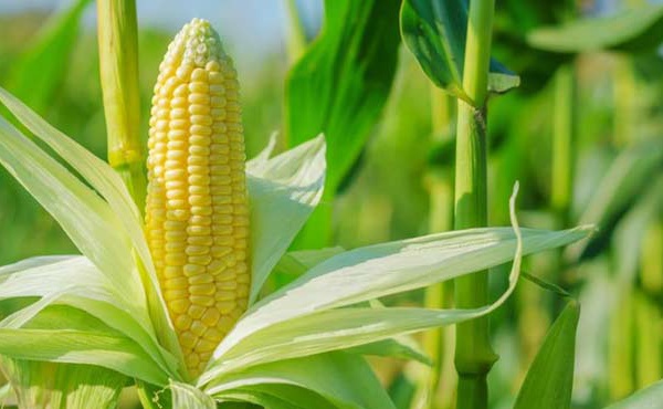 Baisse des cotations des céréales, huiles végétales et produits laitiers à l’échelle mondiale