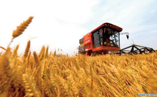 Légère hausse des prix du blé à l’échelle mondiale