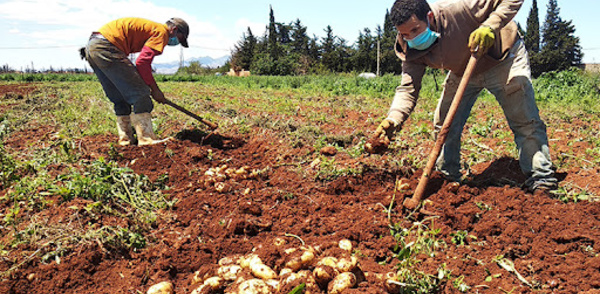 Oujda-Angad : “Génération Green ” entend créer 2,5 millions de journées de travail supplémentaires