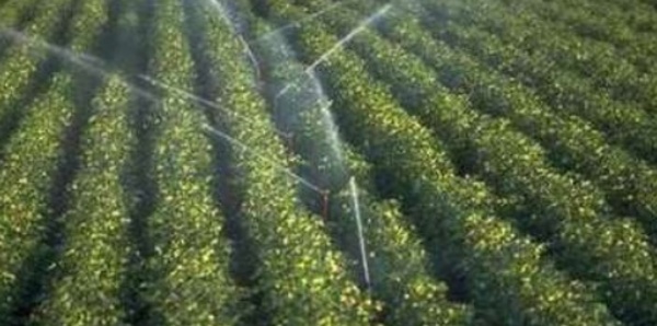 Fès-Boulemane : Une production record de près de 4 millions de quintaux de céréales