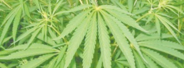 Le Conseil de gouvernement adopte un projet de décret relatif à l' usage licite du cannabis