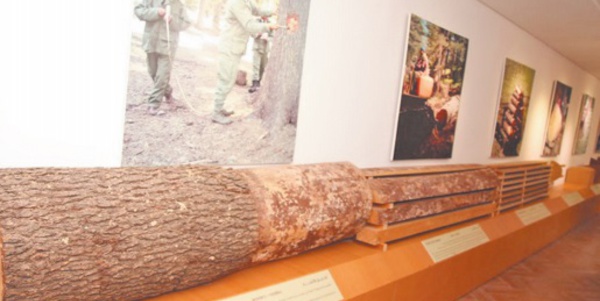 Maison de la cédraie d’Azrou: Un microcosme écologique au cœur du Moyen Atlas