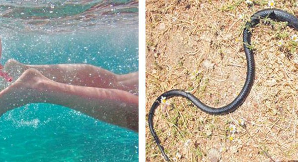 Prolifération des méduses et invasions de serpents