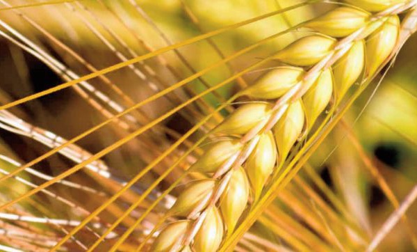 Les prévisions concernant la production et les stocks mondiaux de céréales revues à la baisse