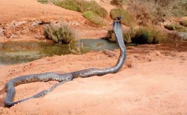 La prise en charge des morsures de serpent subit l’impact du Covid