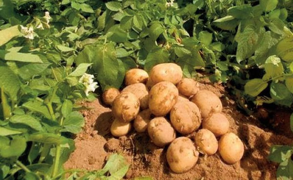 Action mondiale pour le développement vert des produits agricoles spéciaux