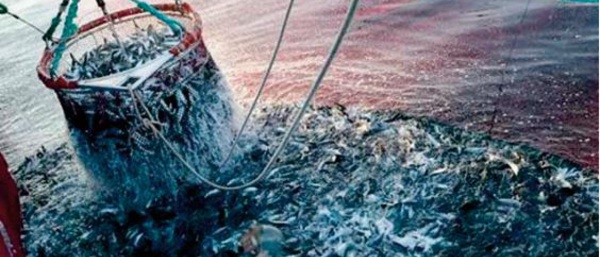  Hausse de la valeur des produits commercialisés de la pêche côtière et artisanale