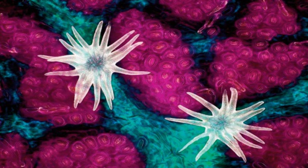 L’infiniment petit consacré par Nikon