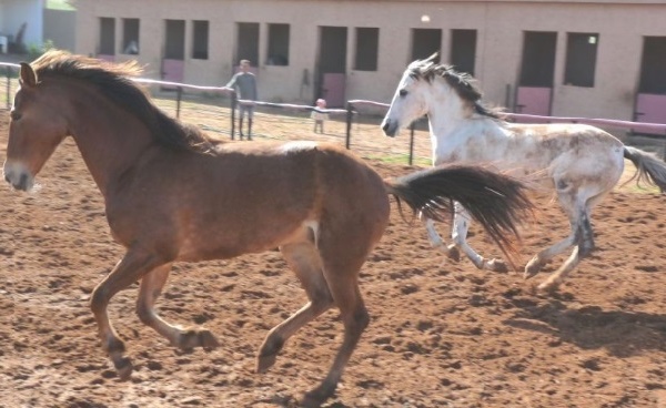L’élevage des chevaux, pilier de la stratégie équine nationale