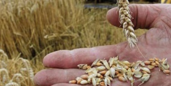 Amélioration des stocks de céréales