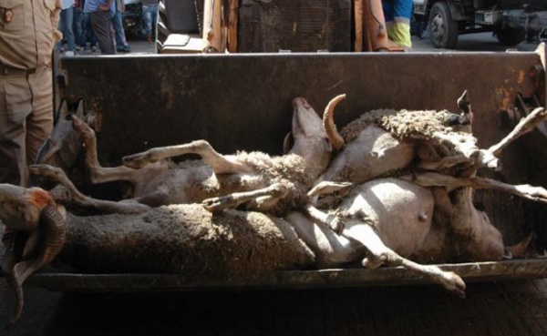Mort de 30 moutons par asphyxie