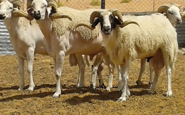 Les spéculateurs font grimper le prix du mouton