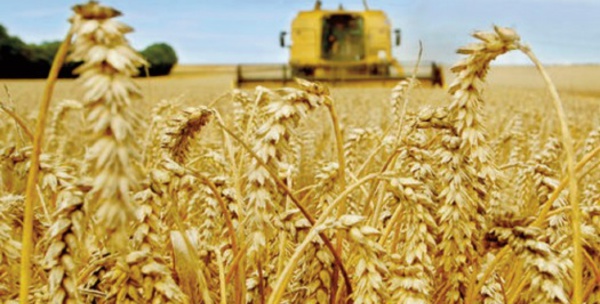 La production céréalière mondiale ne suffira pas à répondre aux besoins de consommation