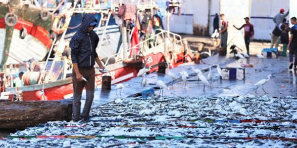Hausse de 29% en valeur des produits de la pêche à Safi