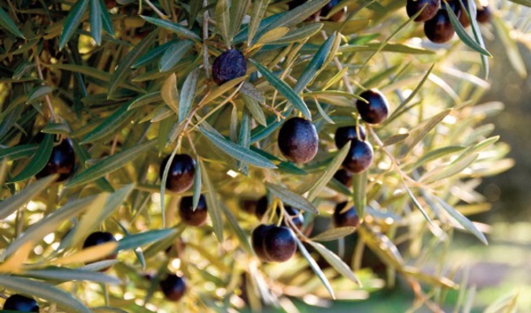 Grande souffrance de la faune et de la flore à Béni Mellal