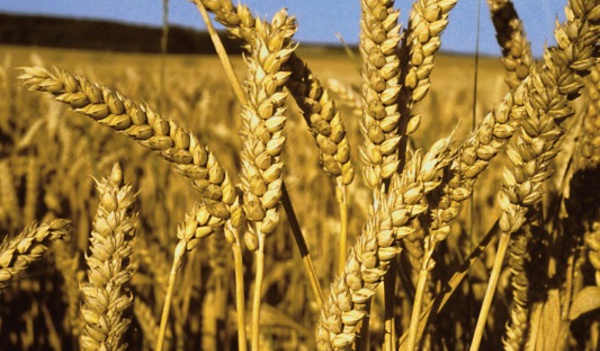 Une mystérieuse équipe pour la gestion du stockage stratégique !