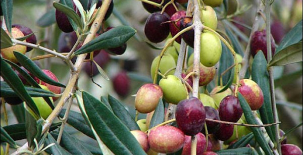 Hausse prévisionnelle de 21% de la production d'olives