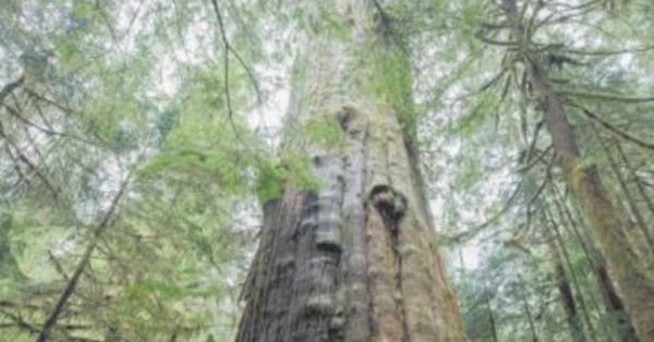 Dans l'ouest du Canada, une "guerre des bois" pour sauver une forêt ancestrale