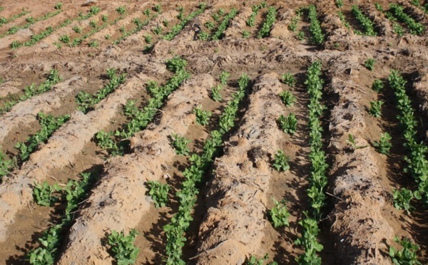 Renchérissement du gasoil et envol des prix des intrants menacent la saison agricole