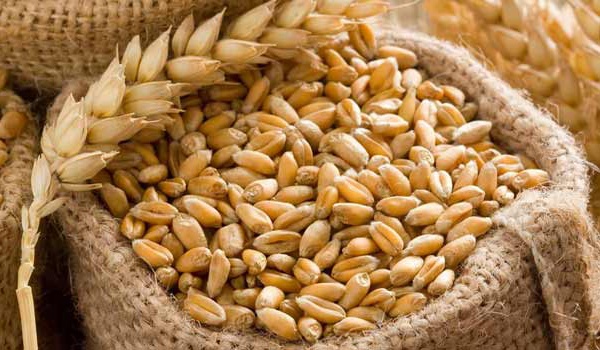 Hausse marquée des prix des céréales et des produits laitiers à l’échelle mondiale