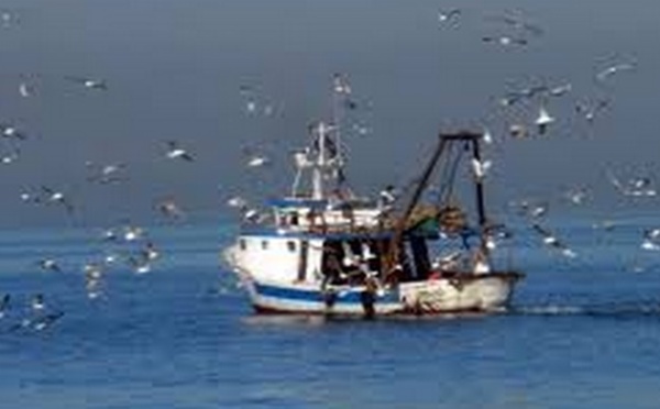 Le département de la Pêche provoque l’ire des sardiniers