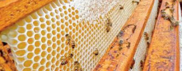La maladie n'est pas à priori à l'origine de la disparition des abeilles dans certaines régions, selon l’ONSSA