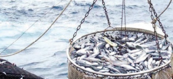 Conclusion de nouveaux protocoles de pêche